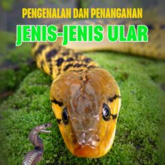 Pengenalan dan Penanganan Jenis-Jenis Ular -  Erwan Baharudin, S.Sos, M.Si & Dr. Ernawati, S.HI., M.H